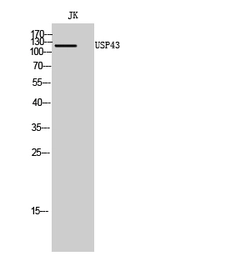 Anti-USP43 antibody used in Western Blot (WB). GTX34290