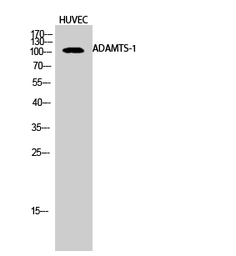Anti-ADAMTS1 antibody used in Western Blot (WB). GTX34297