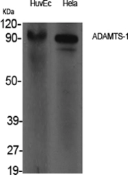 Anti-ADAMTS1 antibody used in Western Blot (WB). GTX34297