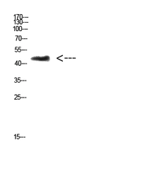 Anti-CHID1 antibody used in Western Blot (WB). GTX34298