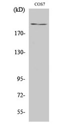 Anti-ZFP106 antibody used in Western Blot (WB). GTX34304