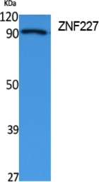 Anti-ZNF227 antibody used in Western Blot (WB). GTX34308