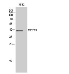 Anti-CHST13 antibody used in Western Blot (WB). GTX34311