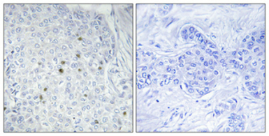 Anti-ZNF785 antibody used in IHC (Paraffin sections) (IHC-P). GTX34313