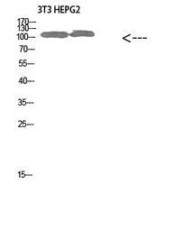 Anti-COL28A1 antibody used in Western Blot (WB). GTX34323