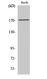 Anti-COL5A3 antibody used in Western Blot (WB). GTX34325