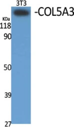 Anti-COL5A3 antibody used in Western Blot (WB). GTX34325
