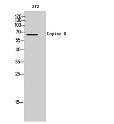 Anti-CPNE8 antibody used in Western Blot (WB). GTX34329