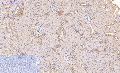 Anti-CD21 antibody [2C5] used in IHC (Paraffin sections) (IHC-P). GTX34330