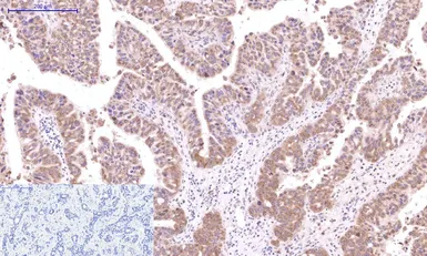 Anti-Cystatin C antibody [7F11] used in IHC (Paraffin sections) (IHC-P). GTX34334