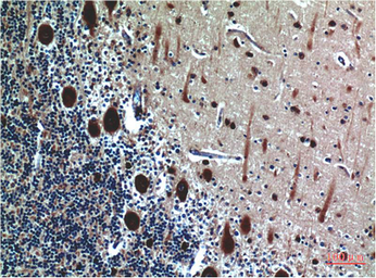 Anti-Cystatin C antibody [5F1] used in IHC (Paraffin sections) (IHC-P). GTX34337