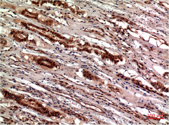 Anti-Cystatin C antibody [5F1] used in IHC (Paraffin sections) (IHC-P). GTX34337