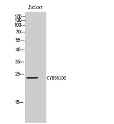 Anti-CYB561D2 antibody used in Western Blot (WB). GTX34343