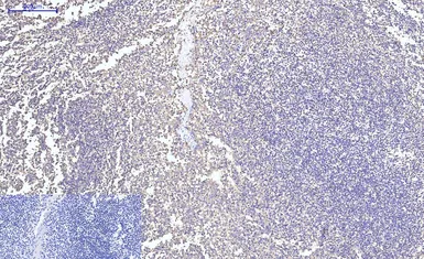Anti-Cytochrome C antibody [4B10] used in IHC (Paraffin sections) (IHC-P). GTX34345