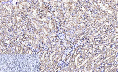 Anti-Cytochrome C antibody [4B10] used in IHC (Paraffin sections) (IHC-P). GTX34345