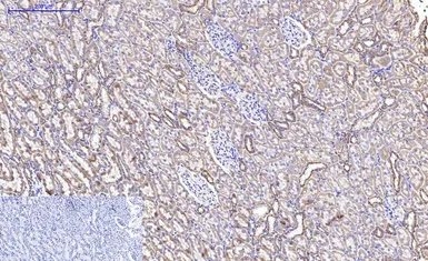 Anti-Cytochrome C antibody [4B10] used in IHC (Paraffin sections) (IHC-P). GTX34345