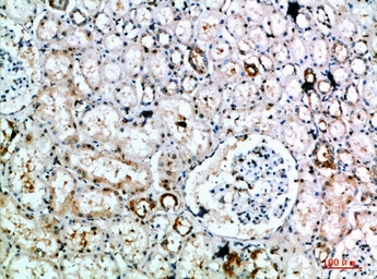 Anti-DLEU7 antibody used in IHC (Paraffin sections) (IHC-P). GTX34355
