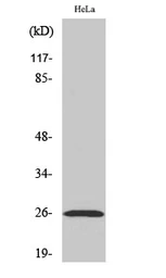 Anti-Ephrin A5 antibody used in Western Blot (WB). GTX34361