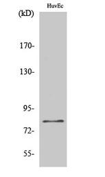 Anti-FASTKD2 antibody used in Western Blot (WB). GTX34373