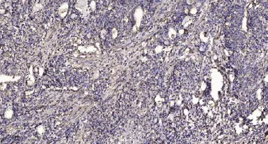 Anti-ALMS1 antibody used in IHC (Paraffin sections) (IHC-P). GTX34374