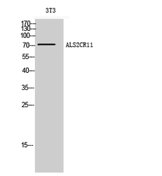 Anti-ALS2CR11 antibody used in Western Blot (WB). GTX34378
