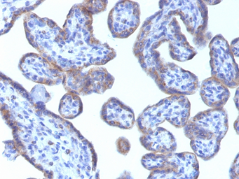 Anti-ADFP antibody [ADFP/1493] used in IHC (Paraffin sections) (IHC-P). GTX34397
