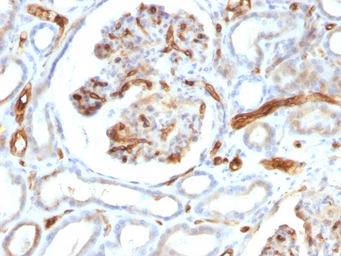 Anti-Adiponectin antibody [ADPN/1370] used in IHC (Paraffin sections) (IHC-P). GTX34399