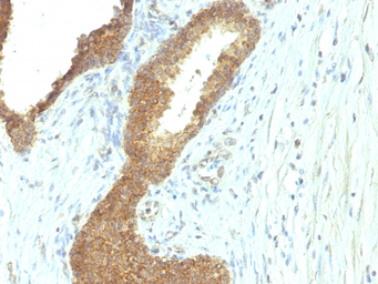 Anti-Alkaline Phosphatase (Tissue Non-Specific) antibody [ALPL/597] used in IHC (Paraffin sections) (IHC-P). GTX34402