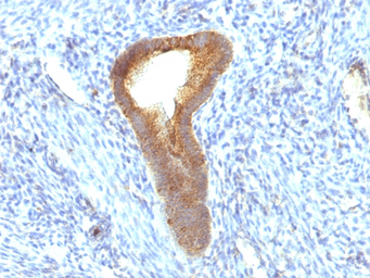 Anti-Alkaline Phosphatase (Tissue Non-Specific) antibody [ALPL/597] used in IHC (Paraffin sections) (IHC-P). GTX34402