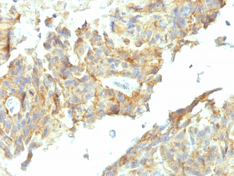 Anti-Alkaline Phosphatase (Tissue Non-Specific) antibody [ALPL/597] used in IHC (Paraffin sections) (IHC-P). GTX34402