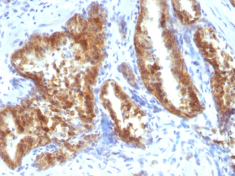 Anti-AMACR antibody used in IHC (Paraffin sections) (IHC-P). GTX34409