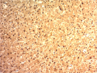Anti-Arginase 1 antibody [ARG1/1125] used in IHC (Paraffin sections) (IHC-P). GTX34415