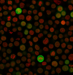 Anti-Bax antibody [SPM336] used in Immunocytochemistry/ Immunofluorescence (ICC/IF). GTX34420