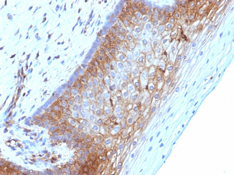 Anti-beta 2 Microglobulin antibody [B2M/1118] used in IHC (Paraffin sections) (IHC-P). GTX34435