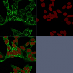 Anti-beta Catenin antibody [15B8] used in Immunocytochemistry/ Immunofluorescence (ICC/IF). GTX34439