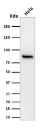 Anti-beta Catenin antibody [15B8] used in Western Blot (WB). GTX34439