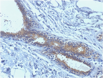 Anti-BRCA1 antibody [BRCA1/1398] used in IHC (Paraffin sections) (IHC-P). GTX34445