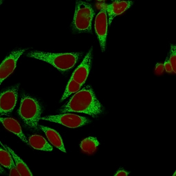 Anti-Calnexin antibody [CANX/1541] used in Immunocytochemistry/ Immunofluorescence (ICC/IF). GTX34446