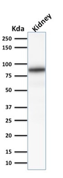 Anti-Calnexin antibody [CANX/1541] used in Western Blot (WB). GTX34446