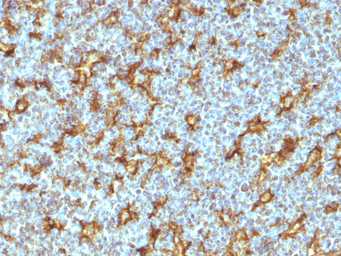 Anti-CD11c antibody [ITGAX/1242] used in IHC (Paraffin sections) (IHC-P). GTX34455