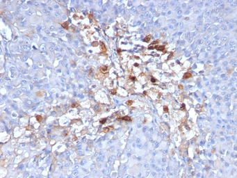 Anti-CD146 antibody [C146/634] used in IHC (Paraffin sections) (IHC-P). GTX34460
