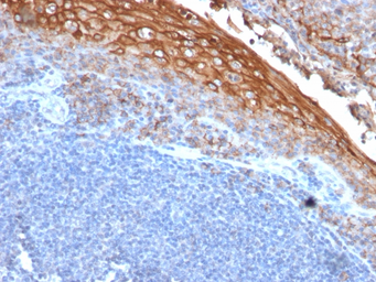 Anti-CD146 antibody [MUC18/1130] used in IHC (Paraffin sections) (IHC-P). GTX34461