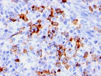 Anti-SSEA-1 / CD15 antibody [BRA-4F1] used in IHC (Paraffin sections) (IHC-P). GTX34464
