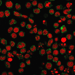 Anti-SSEA-1 / CD15 antibody [FUT4/1478R] used in Immunocytochemistry/ Immunofluorescence (ICC/IF). GTX34467