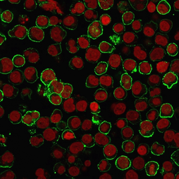 Anti-CD20 antibody [rIGEL/773] used in Immunocytochemistry/ Immunofluorescence (ICC/IF). GTX34476