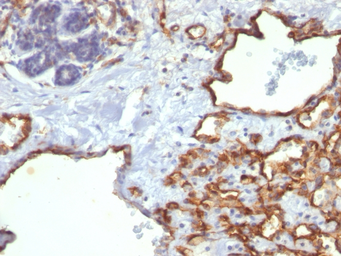 Anti-CD31 antibody [SPM122] used in IHC (Paraffin sections) (IHC-P). GTX34492