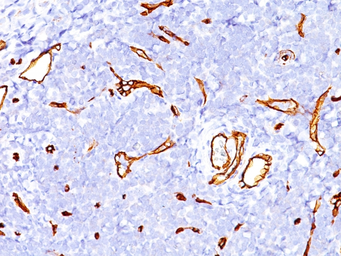 Anti-CD34 antibody [SPM123] used in IHC (Paraffin sections) (IHC-P). GTX34498