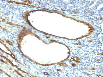 Anti-CD34 antibody [HPCA1/763] used in IHC (Paraffin sections) (IHC-P). GTX34499