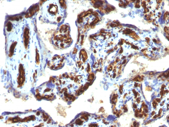 Anti-CD34 antibody [HPCA1/763] used in IHC (Paraffin sections) (IHC-P). GTX34499