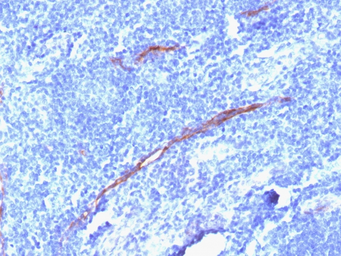 Anti-CD34 antibody [HPCA1/1806R] used in IHC (Paraffin sections) (IHC-P). GTX34502
